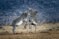 171 - ZEBRA FIGHT - VAIDYA PRASHANT - india <div